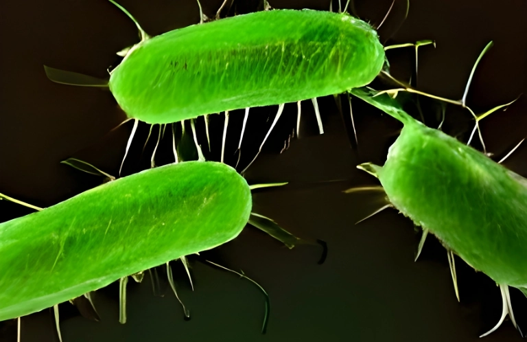zielone bakterie